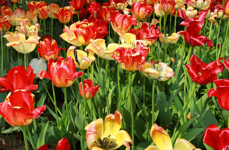 tulipの写真素材
