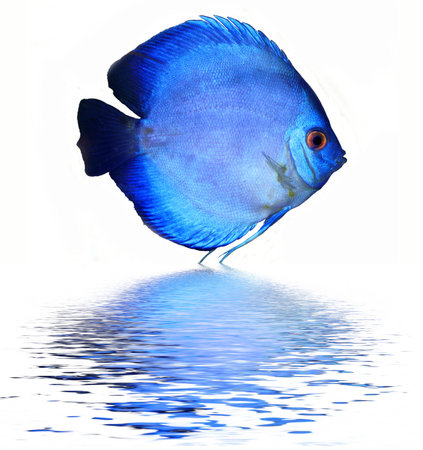 discusの写真素材