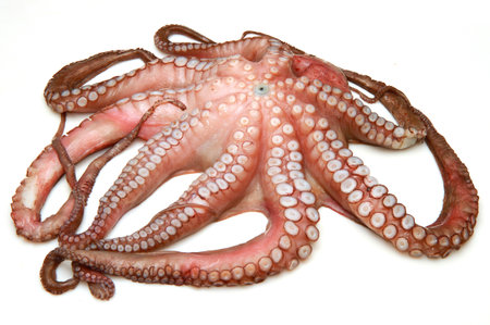 fresh octopus on whiteの写真素材