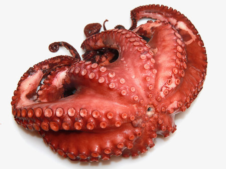 octopusの写真素材