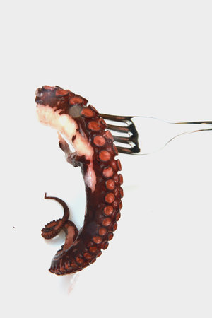 octopusの写真素材