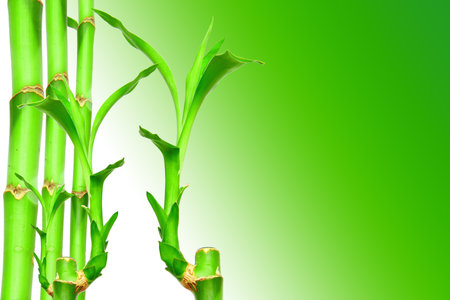 bambooの写真素材