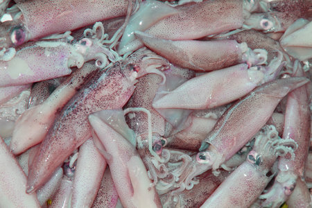 Squid