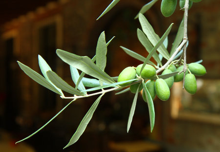 Olive branchの写真素材
