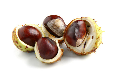chestnutの写真素材