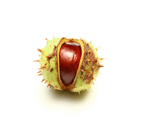 chestnutの写真素材