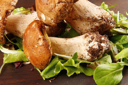 porciniの写真素材