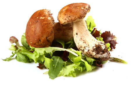 porciniの写真素材