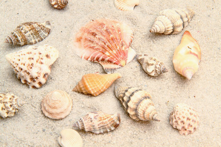shell 