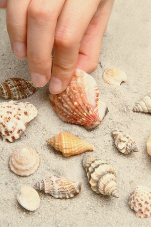 shell の写真素材