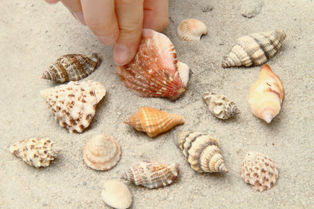 shell 