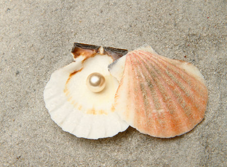 shell with pearl  