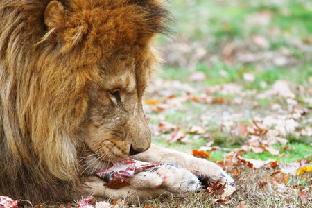 lionの写真素材