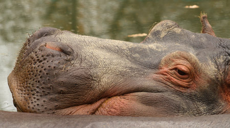 hippopotamus