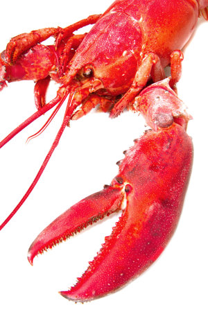lobsterの写真素材