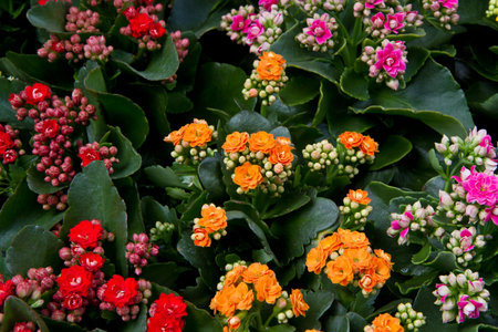 a group of colored flowers in Amsterdam marketの写真素材