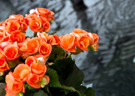 a group of colored flowers の写真素材