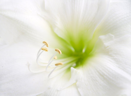 a lily flower closeup view の写真素材
