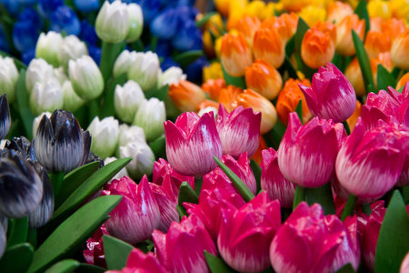 a group of colored wooden  tulip in hollandの写真素材