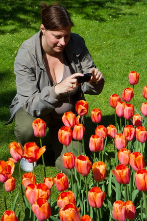 woman photographer in a field of tulipsの写真素材