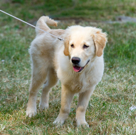 labradorの写真素材