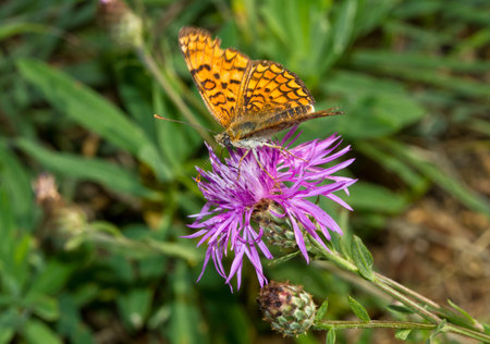 Colored butterfly on a Flower の写真素材