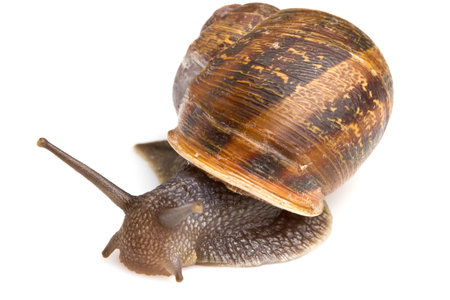 Snail isolated over white backgroundの写真素材