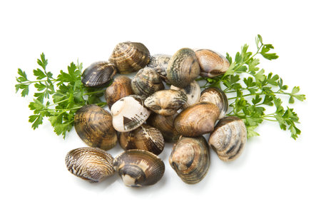 Live clams in isolated white backgroundの写真素材
