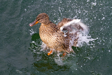 duckの写真素材