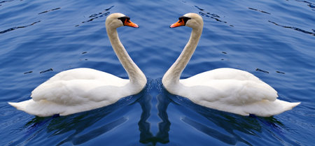 a couple of white swanの写真素材