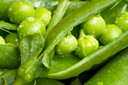 a macro shot of fresh peasの写真素材