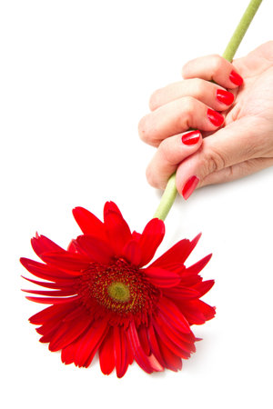 Woman hands with red manicure and red flowerの写真素材