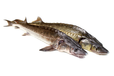sturgeon fish isolated on white の写真素材