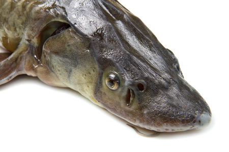 sturgeon fish isolated on white の写真素材