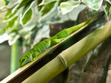 geckoの写真素材
