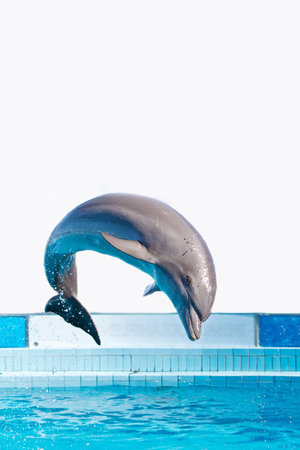dolphin jumping high from bue water の写真素材
