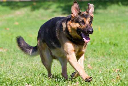 German shepherd dog の写真素材