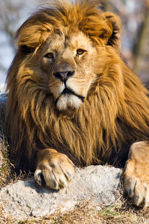 profile of a relaxed African lion staring in the zooの写真素材