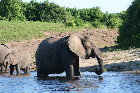 a group of elephant in their natural habitatの写真素材