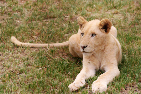 little lion の写真素材