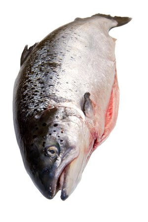 Whole salmon isolated on white の写真素材