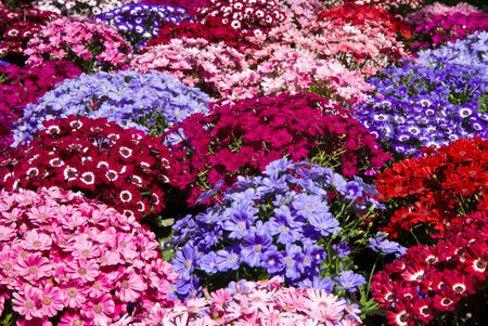 background of colored flower