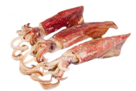 fresh squid isolated on white background の写真素材