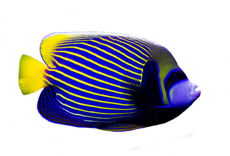 Angelfish isolated on white background.の写真素材