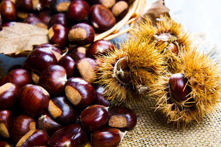 chestnutsの写真素材