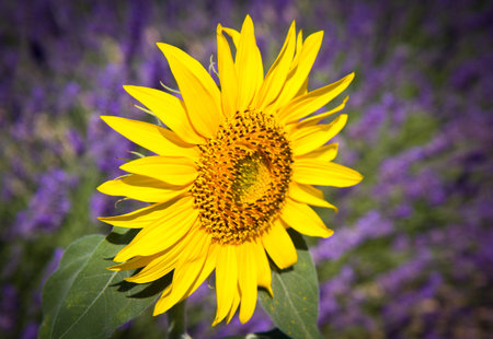 sunflower with lavender backgroundの写真素材