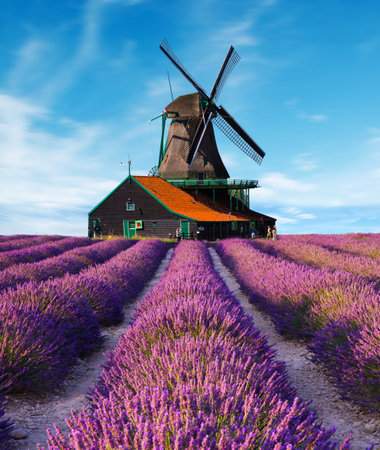 lavender fields with windmillの写真素材