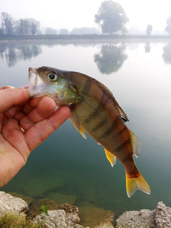 perch fishの写真素材