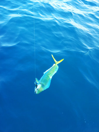 Dorado dolphinfish in the seaの写真素材