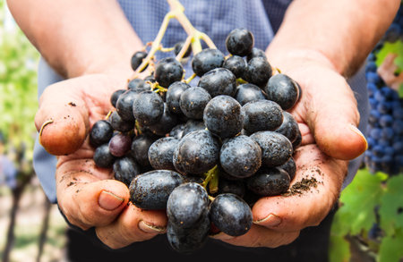 Grapes harvest. Farmers hands with freshly harvested black grapes